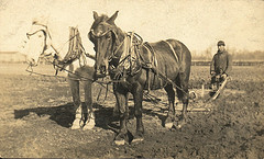 Plow Horses