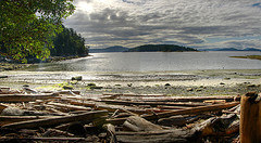 Driftwood on the beach