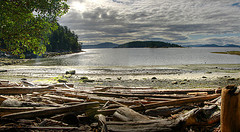 Driftwood on the beach