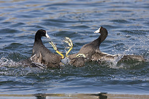 Two American Coots (Fulica americana) fighting