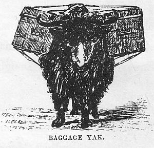 Baggage Yak, 1870s