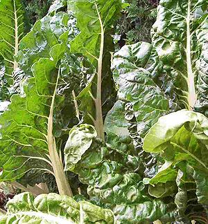 Fresh Swiss chard