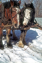 Horse Team Collecting Maple Sap in March 1975